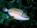 سمكة بيكاسو في محمية نبق