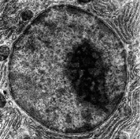 Мікрофотографія клітинного ядра та ядерця