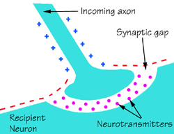 Synapse diagram.png