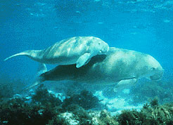 Dugong mother and her offspring in shallow water