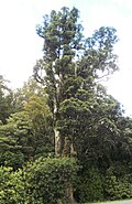Pukatea in a forested area