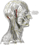 Nerves of the human head, from Gray's Anatomy, 1858