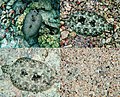 Image 15 Peacock flounder Photo: Mila Zinkova The Peacock flounder (Bothus mancus) is a species of lefteye flounder found widely in relatively shallow waters in the Indo-Pacific. This photomontage shows four separate views of the same fish, each several minutes apart, starting from the top left. Over the course of the photos, the fish changes its colors to match its new surroundings, and then finally (bottom right) buries itself in the sand, leaving only the eyes protruding. More selected pictures