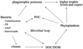 Image 19Sea ice food web and the microbial loop. AAnP = aerobic anaerobic phototroph, DOC = dissolved organic carbon, DOM = dissolved organic matter, POC = particulate organic carbon, PR = proteorhodopsins. (from Marine food web)