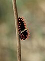 Pre-pupal caterpillar