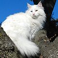 Одноманітна кішка альбінос