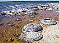 Image 65Lithified stromatolites on the shores of Lake Thetis, Western Australia. Archean stromatolites are the first direct fossil traces of life on Earth. (from History of Earth)