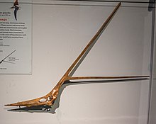 Nyctosaurus gracilis skull - Pterosaurs Flight in the Age of Dinosaurs.jpg