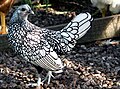 Gallina nella varietà Argento orlo nero.