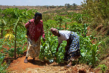 Women smallholder farmers in Kenya.jpg