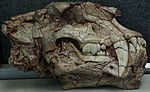 Homotherium skull.