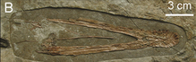 Liaoxipterus brachycephalus.png