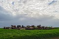 Cattle on a ranch on Obudu Plateau