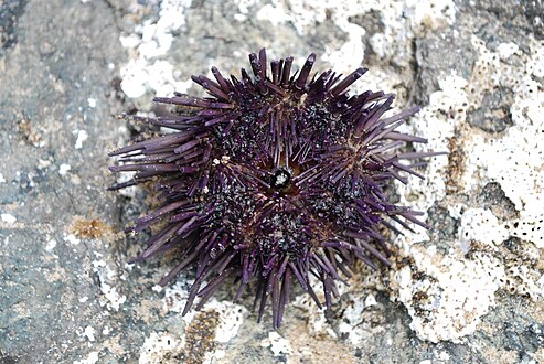 The purple sea urchin.