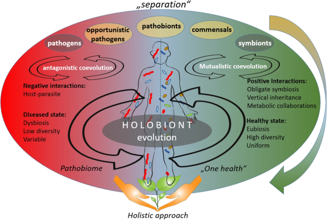 from "separation" theories to a holistic approach In a holistic approach, the hosts and their associated microbiota are assumed to have coevolved with each other [1]