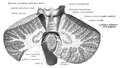 Coronal section of the cerebellum.