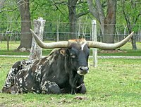 Dark-colored Cattle with very long, sharp horns.