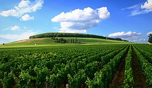 Vinogradi u regiji Côte de Nuits, Burgundija