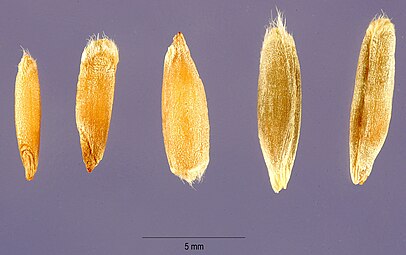 Different types of grains