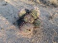 Barrel cactus cluster in Sahuarita, Arizona