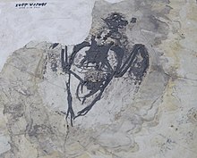 Archaeorhynchus-Paleozoological Museum of China.jpg