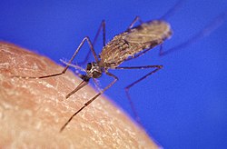 En mygga som sitter på en fingertopp