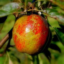 Cornish Aromatic apple