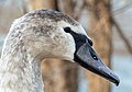 Image 72Immature mute swan in Prospect Park