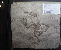 Longirostravis-Tianjin Natural History Museum.jpg