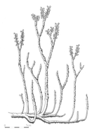 Reconstruction of Nothia aphylla