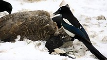 Foto einiger Hudsonelstern an einem verschneiten Vogelkadaver