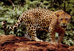 South American jaguar is an apex predator in the Amazon Rainforest
