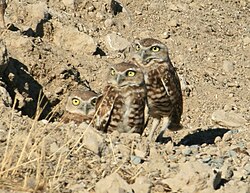 An image of a family of burrowing owls inside their holes.