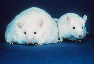 兩隻白色的老鼠，都有較小的耳朵、黑色眼睛及粉紅色的鼻子。不過左側的老鼠寬度是右側正常老鼠的三倍。