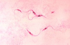 паразити Trypanosoma cruzi