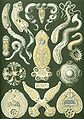 Image 6 Flatworms Credit: Ernst Haeckel, Kunstformen der Natur (1904) The flatworms, flat worms, Platyhelminthes, or platyhelminths (from the Greek πλατύ, platy, meaning "flat" and ἕλμινς (root: ἑλμινθ-), helminth-, meaning "worm") are a phylum of relatively simple bilaterian, unsegmented, soft-bodied invertebrates. Unlike other bilaterians, they are acoelomates (having no body cavity), and have no specialised circulatory and respiratory organs, which restricts them to having flattened shapes that allow oxygen and nutrients to pass through their bodies by diffusion. The digestive cavity has only one opening for both ingestion (intake of nutrients) and egestion (removal of undigested wastes); as a result, the food cannot be processed continuously. (Full article...) More selected pictures