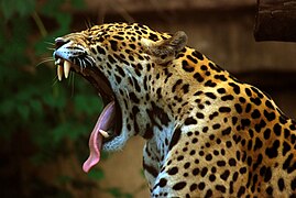Jaguaro iltiniai dantys. Toronto zoologijos sodas, 2007 m.