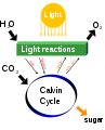 Image 44Photosynthesis changes sunlight into chemical energy, splits water to liberate O2, and fixes CO2 into sugar. (from Carbon dioxide in Earth's atmosphere)