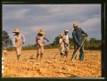 "Chopping cotton on rented land near White Plains," Greene County, GA. June 1941.