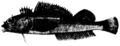 Common triplefin