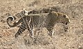 Male leopard samburu 2, crop.jpg