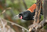 The saddlebacks from New Zealand have wattles hanging from the sides of their beak.