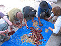 果実から種子（コーヒー豆）を取り出す工程の人々