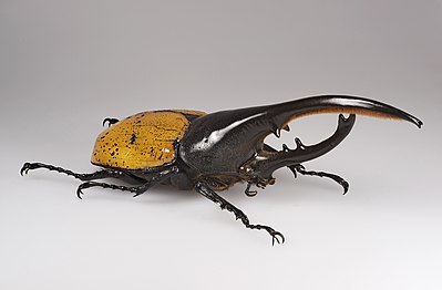 Hercules beetle, Dynastes hercules ecuatorianus, the longest of all beetles.