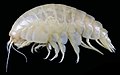 Image 90The deep sea amphipod Eurythenes plasticus, named after microplastics found in its body, demonstrating plastic pollution affects marine habitats even 6000m below sea level. (from Marine habitat)