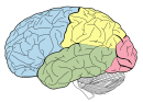 The lobes of the brain, viewed laterally