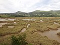 Image 18Salt marshes (from Marine ecosystem)