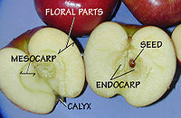 An apple is a simple fleshy fruit. Key parts are the epicarp, or exocarp, or outer skin (not labelled); and the mezocarp and endocarp (labelled).