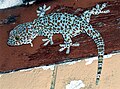 Tokay gecko, one of several gecko species