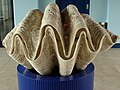 Tridacna gigas Ameixa xigante